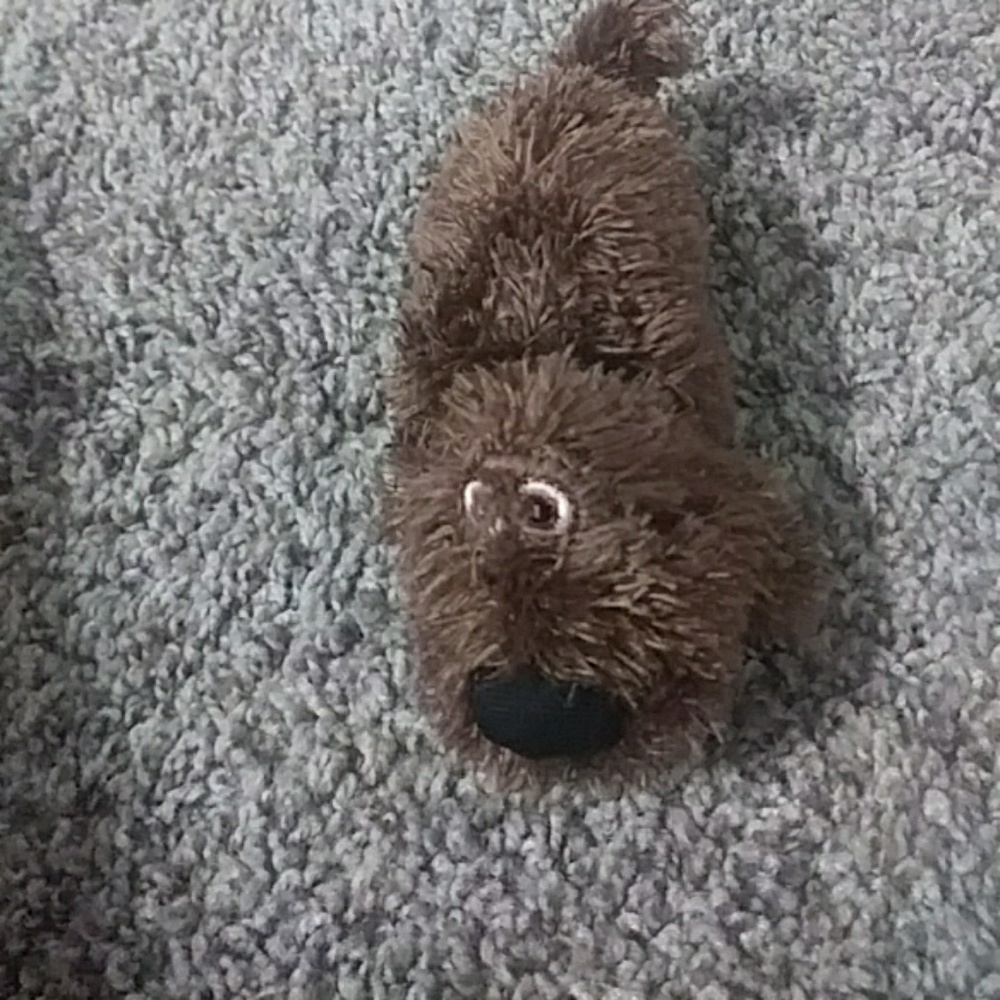 Pets pouah